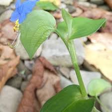 Image result for Commelinaceae