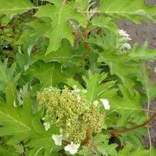 Hydrangea quercifolia 'Ice Crystal'