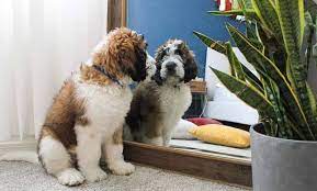 Mar 28, 2019 · miniature poodles typically weigh between 15 and 17 pounds. Saint Berdoodle 9 Things To Know Before Buying Perfect Dog Breeds