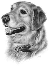 Jack By Wolfflander24 Realistic Animal Drawings Dog Portrait Drawing Dog Pencil Drawing