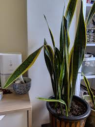 Discover our huge online selection of plants. Any Idea Why My Snakeplant Leaves Are Drooping I Definitely Don T Overwater Any Help Appreciated Houseplants