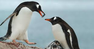 So we end up with a large population of adelie penguins in a region likely to remain suitable to them for some time. adelies are one of five penguin species that live in and around the antarctic continent. Male Penguins Court Females Using Pebbles Here Are 19 More Cool Animal Facts You Didn T Know