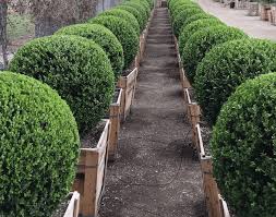 Image result for Buxus