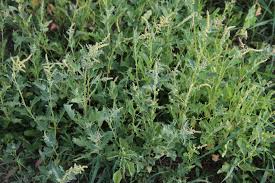Image result for Hermbstaedtia linearis