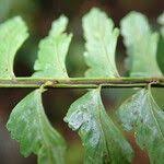 Image result for Asplenium erectum