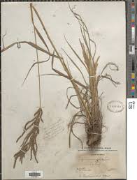 Image result for Digitaria diagonalis