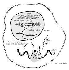 Messenger rna (mrna) vaccines teach our cells how to make a protein that triggers an immune response. Messenger Rna Wikipedia