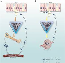 Casa grande has a few options for internet, and centurylink dsl is the third most. Mesenchymal Stem Stromal Cells As A Valuable Source For The Treatment Of Immune Mediated Disorders Stem Cell Research Therapy Full Text