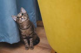 We did not find results for: Reduced Fee Pet Adoption Events With Cha Animal Shelter
