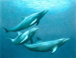 Resultado de imagen para delfin azul adulto