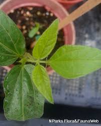 Image result for Vigna radicans