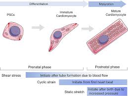 Daten von 2014 en noir : Frontiers Mechanotranduction Pathways In The Regulation Of Mitochondrial Homeostasis In Cardiomyocytes Cell And Developmental Biology