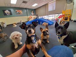 Paws pet resort in castle rock, reviews by real people. Paws Pet Resorts Stay N Play