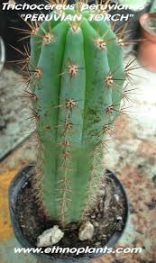 The cacti are peruvian torch i just picked up today. Peruvian Torch Seeds Huachuma For Sale Echinopsis Peruvianus