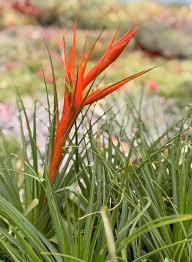 Image result for Tinnea apiculata