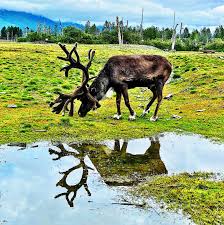 Don't forget to download your alaska vacation planner today. Alaska Wildlife Conservation Center Visit Real Alaskan Wildlife