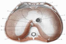 Check out the pronunciation, synonyms and grammar. Cureus The Five Diaphragms In Osteopathic Manipulative Medicine Myofascial Relationships Part 1