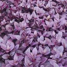 Prized for its brightly colored foliage, alternanthera dentata (joseph's coat) is a tender evergreen perennial, often grown as an annual, boasting rich purple to burgundy leaves. Alternanthera Dentata Little Ruby