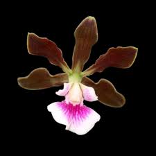 Image result for Barleria randii