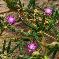 Image result for Gisekiaceae