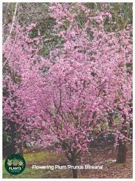 Image result for Prunus × blireana