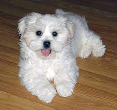 Maltese puppies for adoption in illinois. Where Can I Adopt A Maltese Dog Know It Info