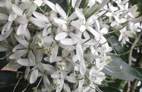 Image result for Pavetta uniflora