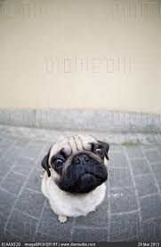 Young Pug Portrait Fisheye Shot Stock Photo Pugs My Pet Dog Dogs