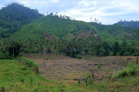 Hasil panen tanaman porang jual ke mana. Polhut Jambi Amankan Terduga Pelaku Perambah Hutan Harapan