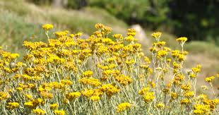 Image result for Helichrysum helvolum