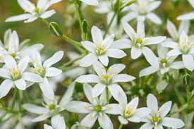 Image result for Ornithogalum