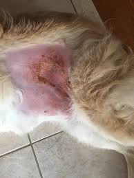 Maybe you would like to learn more about one of these? Hot Spots In Dogs Vca Animal Hospital