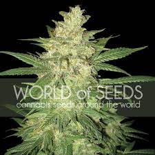 Colombian gold marijuana strain is a classic landrace sativa that originated in the santa marta mountains of colombia. Colombian Gold Ryder Autoflowering Seeds Worldofseeds