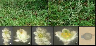 Image result for Aerva leucura