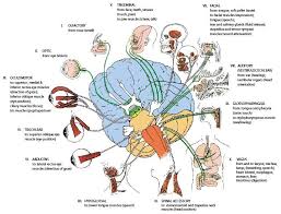 There are 12 pairs of cranial nerves. Diagram Of The 12 Cranial Nerves And Their Functional Connections The Download Scientific Diagram