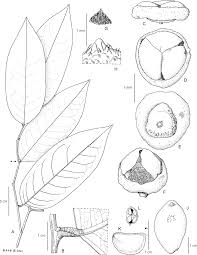 Image result for Schrebera trichoclada