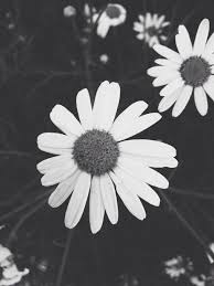 Black And White Daisy Flower Black And White Daisies Black And White Flowers Floral Daisies Daisy Flower Pictures Daisy Flower Pictures Black White Flowers Lily