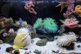 ولا يخرج اللؤلؤ إلا بمياه صافية ولا يعيش المرجان كأي من الكائنات في بيئة ملوثة. Sand Rocks Coral Reefs Aquatic Animal Sea Anemone WaterØ§Ù„Ø±Ù…Ø§Ù„ Ø§Ù„ØµØ®ÙˆØ± Ø§Ù„Ù…Ø±Ø¬Ø§Ù† Ø§Ù„Ø´Ø¹Ø§Ø¨ Ø§Ù„Ù…Ø±Ø¬Ø§ Imghi