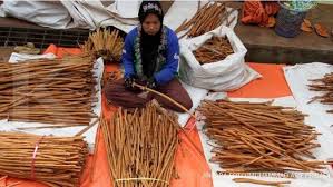 Minyak kayu manis dan lapisan bawah: Keuntungan Manis Dari Budidaya Si Kayu Manis 1