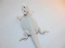 Snow Zero Bearded Dragon Bearded Dragon Cute Bearded Dragon Baby Bearded Dragon