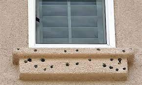 The one method that reliably stops woodpeckers from damaging a house is bird netting 6. Woodpecker Damage Prevention And Inspection Internachi