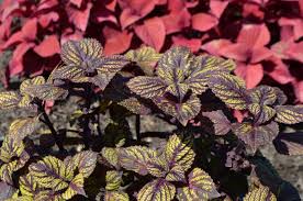 Plus free shipping offers on all annuals! Solenostemon Scutellarioides Fishnet Stockings Coleus Kings Garden Center