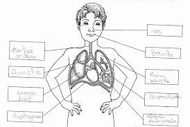 La respiration et l'appareil respiratoire la respiration et l'appareil respiratoire a quoi sert l'air que je respire ? Https Webetab Ac Bordeaux Fr Primaire 64 Eps64 Pedagogie Proposition Coeur Notions 20pe Module Respiration Circulation Cycle3 Pdf
