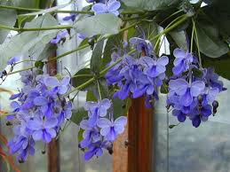 Image result for Clerodendrum buchneri