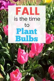 What Type Of Flower Bulbs To Plant In The Fall Plant Flower Bulbs Bulb Flowers Fall Plants