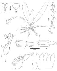 Image result for Taeniophyllum
