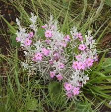 Image result for Sopubia mannii