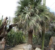 Image result for Triumfetta brachyceras