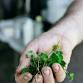 Foraging Walk in Cambridgeshire event image