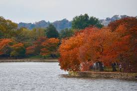 However, if you avoid freezing temperatures and extreme heat you can plant your flowering cherry tree almost any time of the year. No Blossoms Peak Color Coming To The Tidal Basin Wtop